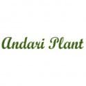 Producator ANDARI PLANT Producator ANDARI PLANT